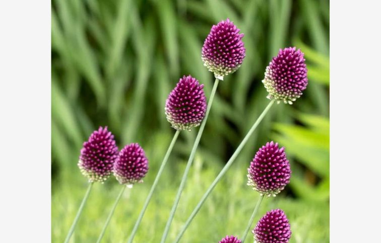 Okrasný cesnak Sphaerocephalon 100 ks v balení