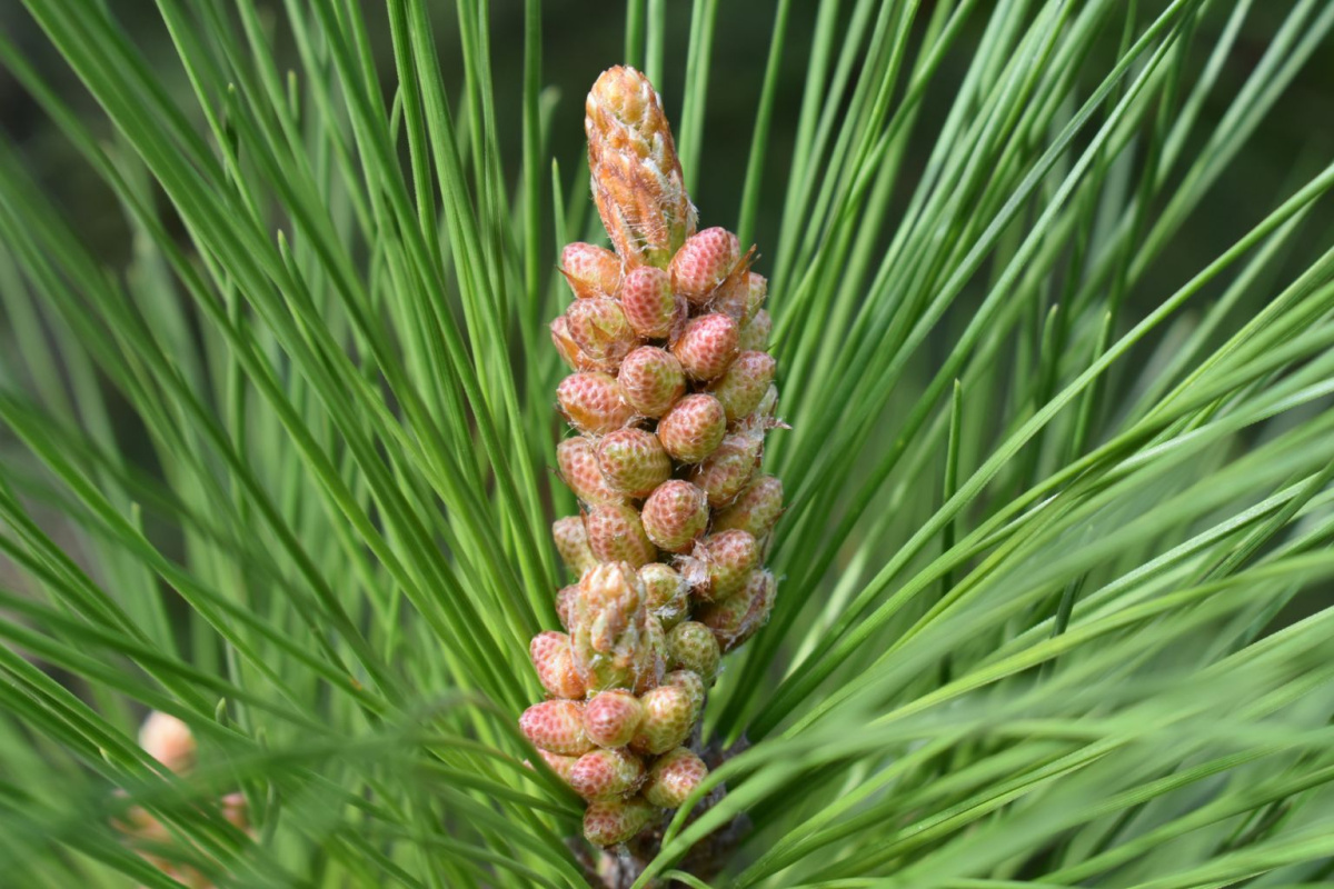 Borovica hladká Radiata, multikmeň, výška 100-120 cm, kvetináč 25 l