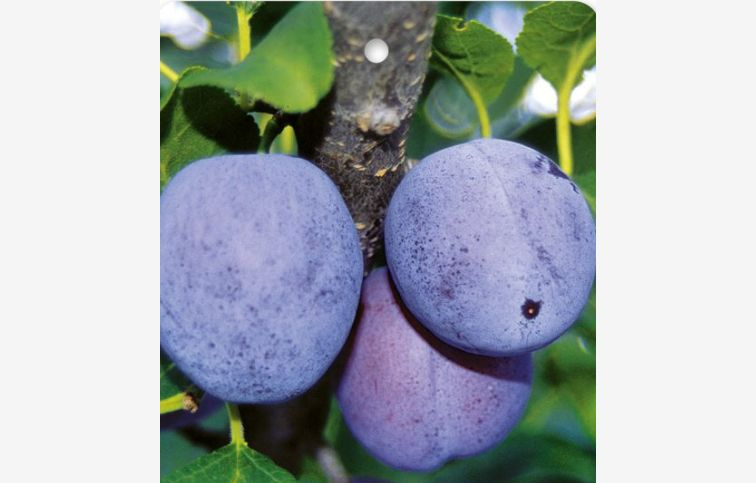 Ringlota Diana podpník myrobalán, voľnok.