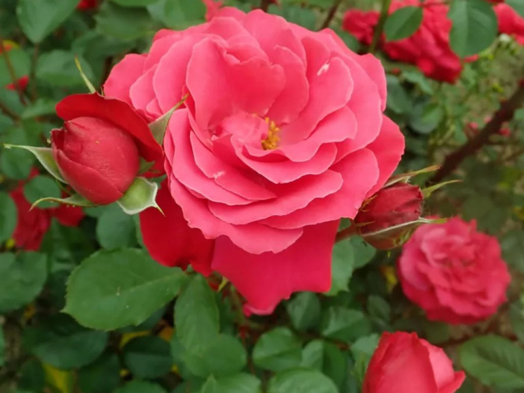 Ruža popínavá Heidelberg, výška 50-60 cm, kvetináč 1,5 l