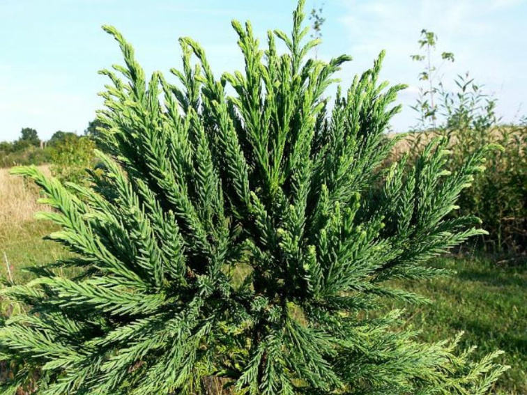 Kryptoméria japonská Lobbii, výška 70-90 cm, kvetináč 23 cm