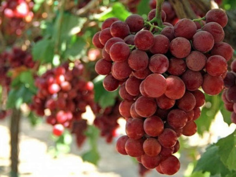 Vinič stolový Swenson Red, kvetináč 2 l