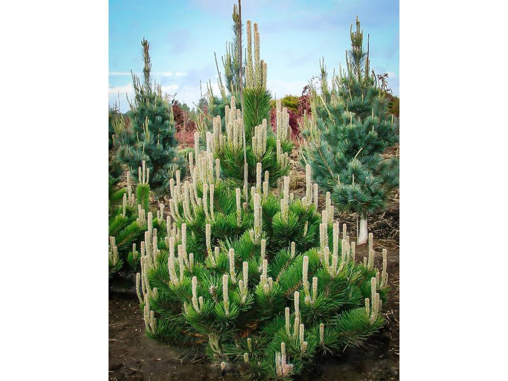 Borovica čierna Oregon Green, výška 60-80 cm, kvetináč 12 l