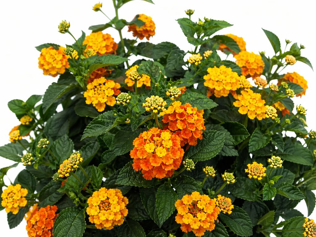 Lantana Simon Orange na kmienku, výška 30-40cm, kvetináč 14 cm