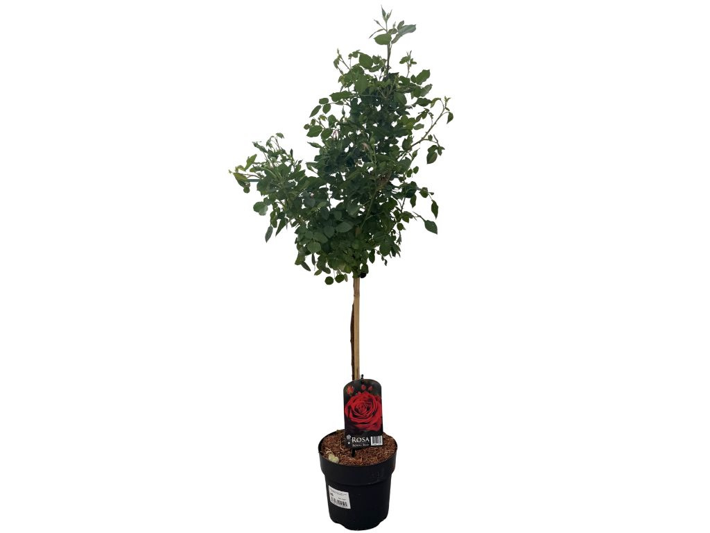 Ruža stromčeková červená na 40 cm kmienku, výška 70-90 cm, kvetináč 19 cm