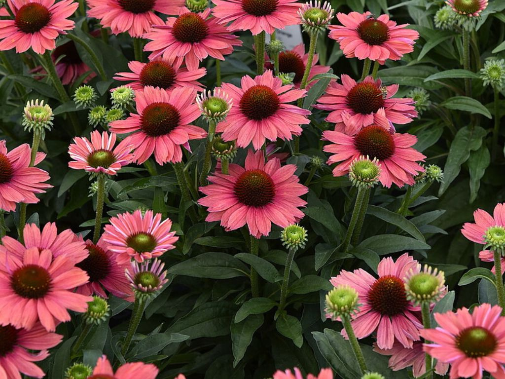 Echinacea purpurová SunMagic Vintage Watermelon