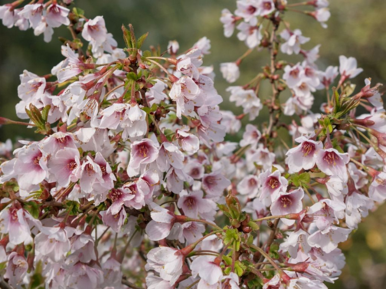 Okrasná čerešňa Kojou - no - mai, výška 30-40 cm, kvetináč 2,5 l