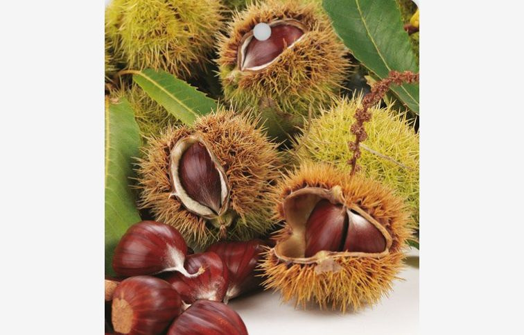 Gaštan jedlý Marigoule, semenáč, 120-140 cm , kont. 6 l