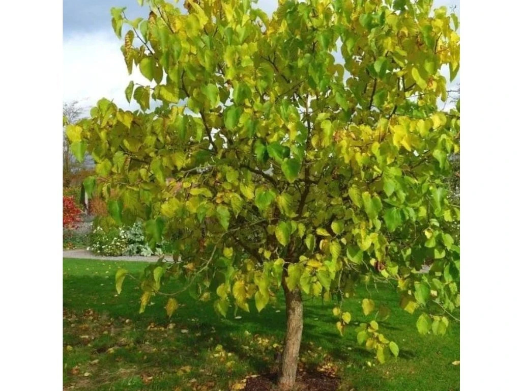 Moruša čierna , výška 160-200 cm, kvetináč 10 l