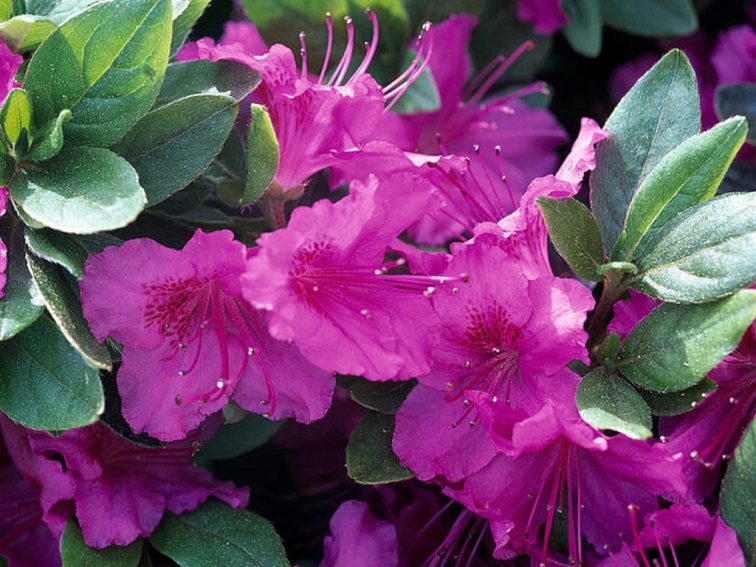 Azalka japonská Koningstein, výška 15-20 cm, kvetináč 13 cm