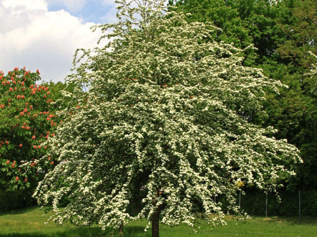 Hloh jednosemenný, výška 30-60 cm, kvetináč 5 l
