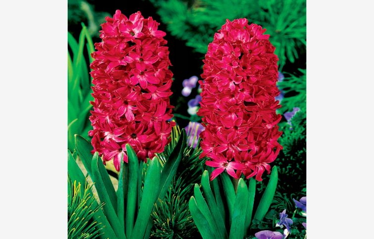 Hyacint Jan Bos 5 ks v balení