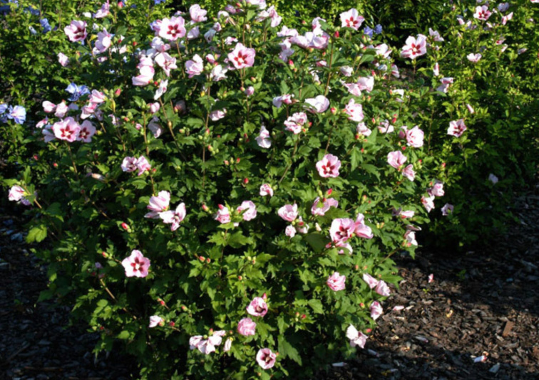 Ibištek sýrsky Hamabo, výška 20-30 cm, kvetináč 13 cm