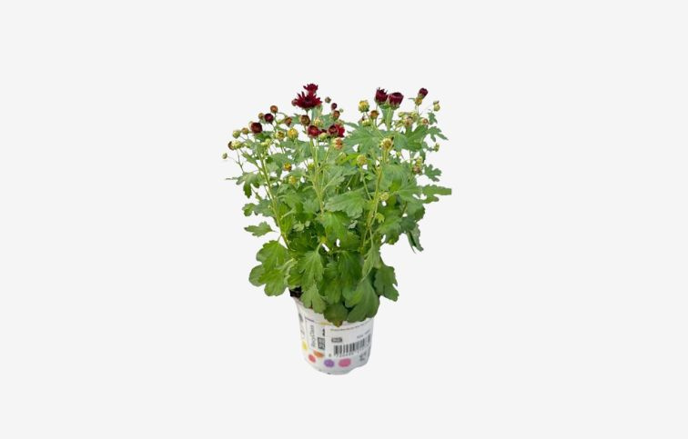 Chryzantéma Garden Mum Red, kont. p10,5