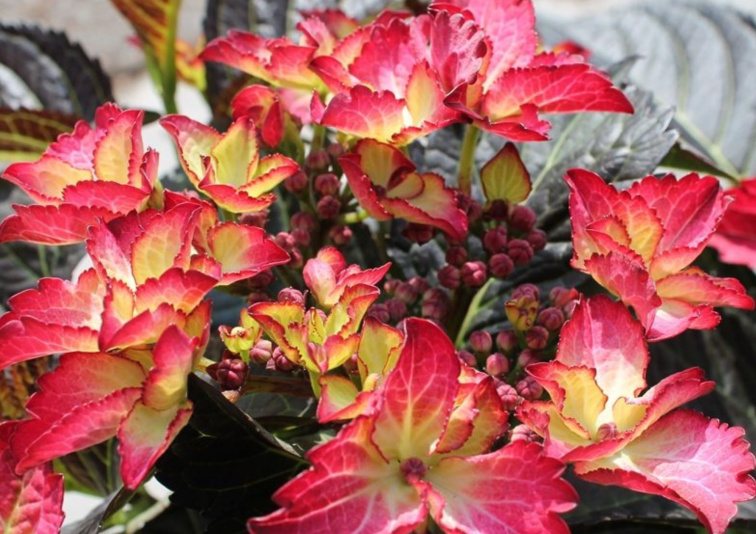 Hortenzia kalinolistá Black Diamonds Dark Angel Red, výška 30 cm, kvetináč 17 cm