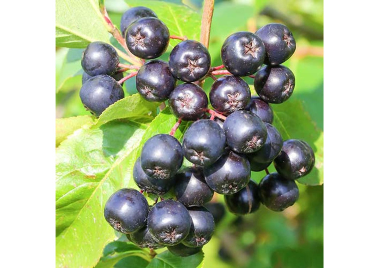 Arónia kríková Galicjanka, voľnok.