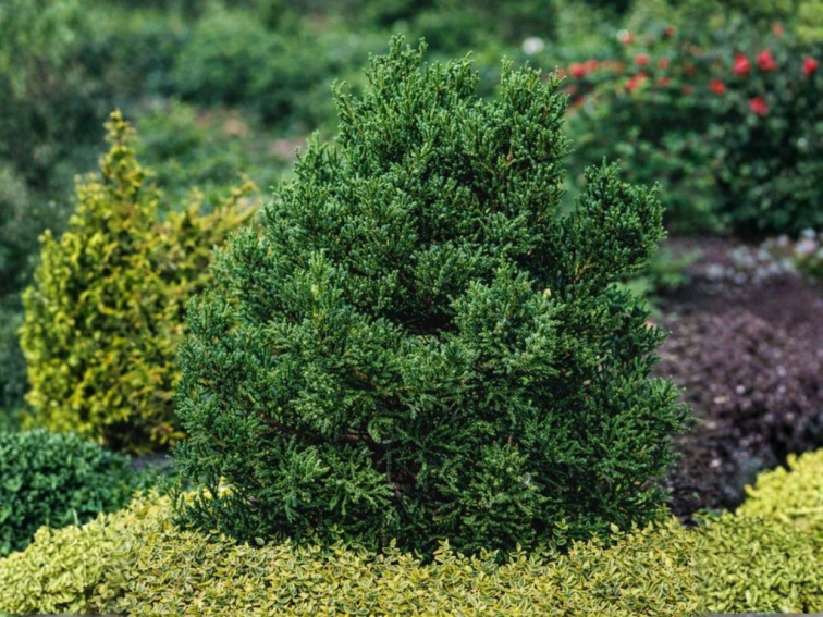 Kryptoméria japonská Jindai, výška 60-80 cm, kvetináč 23 cm