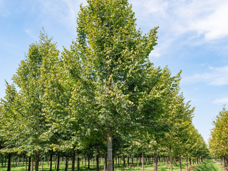 Lipa malolistá Rancho na 140-150 cm kmienku, výška 160-180 cm, kvetináč 5 l
