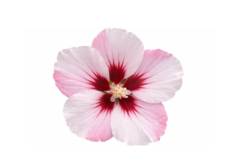 Ibištek sýrsky Hamabo, výška 20-30 cm, kvetináč 13 cm