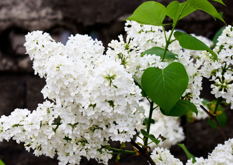 Orgován Flowerfesta White na 60 cm kmienku, výška 90-110 cm, kvetináč 19 cm