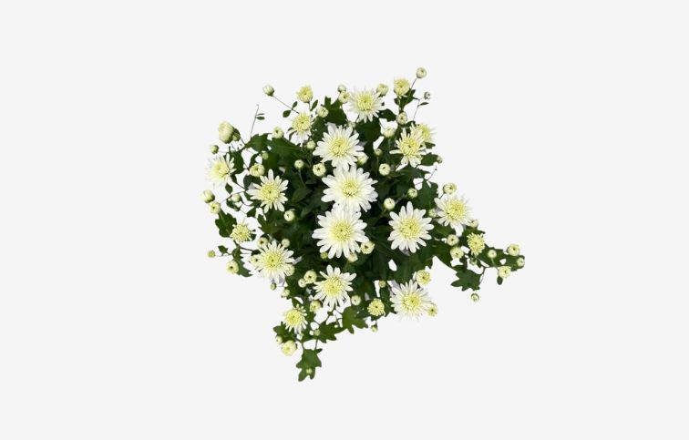 Chryzantéma Garden Mum White, kont. p10,5