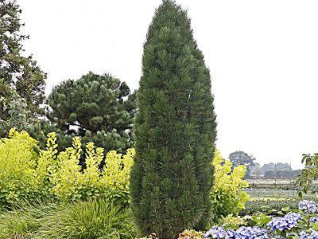 Borovica čierna Green Tower, výška 60-80 cm, kvetináč 12 l