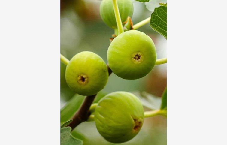 Figovník Dottato na cca 70-90cm kmienku, v. 140-180cm, obv. km. 6-8cm, kont. 15 l