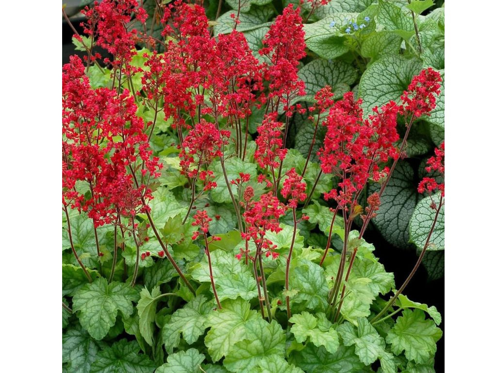 Heuchera Ruby Bells