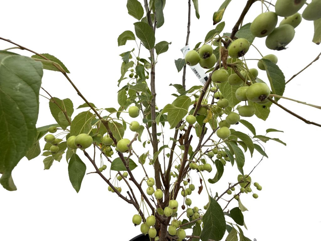 Okrasná jabloň Evereste, rozvetvená, výška 160-190 cm, kvetináč 15 l