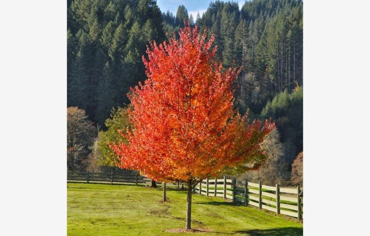 Javor červený October Glory na kmienku 250-300 cm, obvod kmeňa 6-8 cm, kont. 25 l