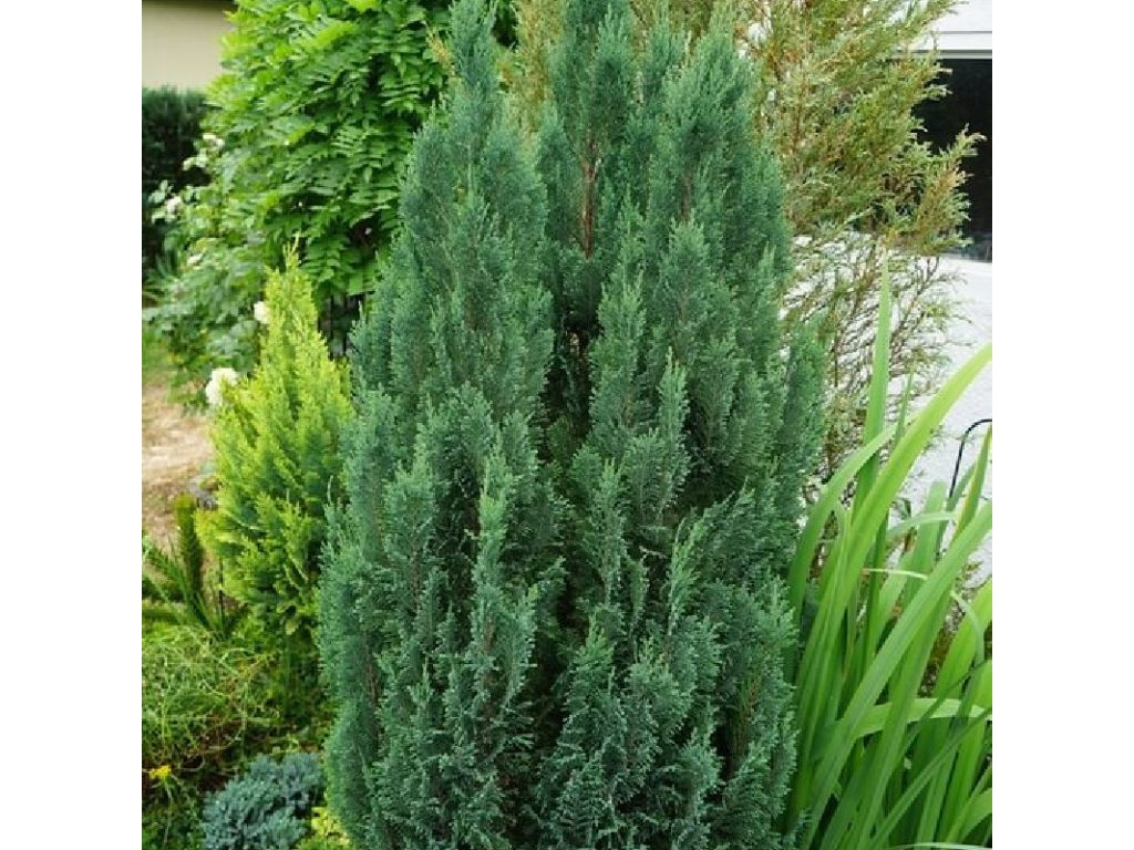 Cypruštek lawsonov Little Spire, výška 20-30 cm , kvetináč 9 cm