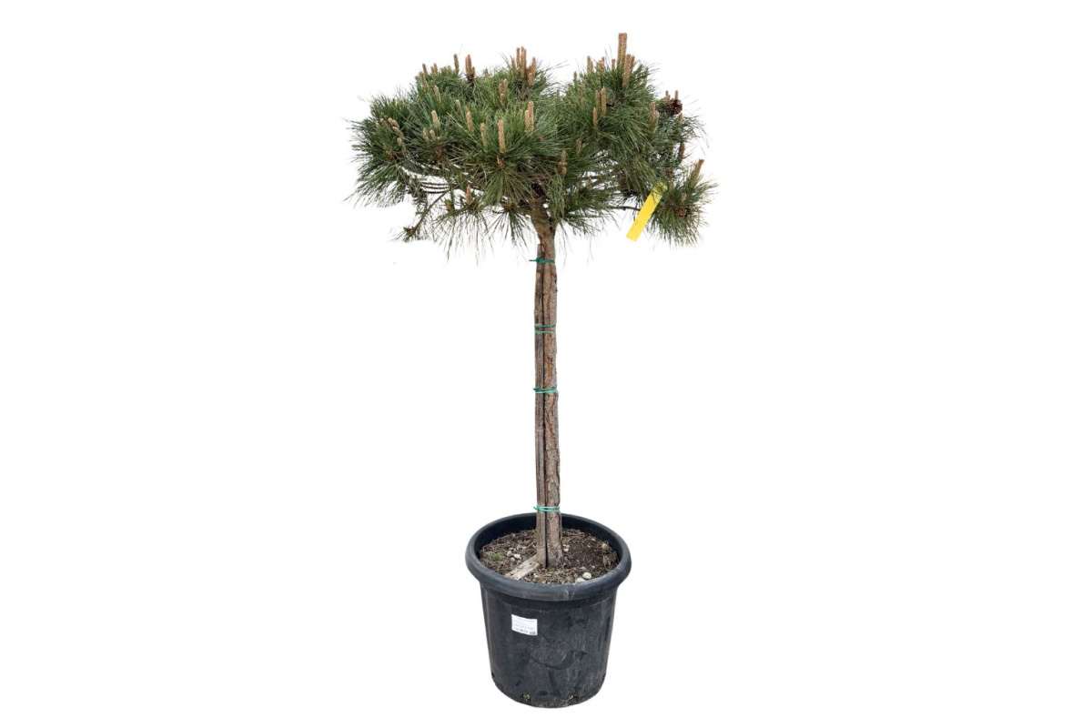 Borovica čierna Brevifolia na 80-90 cm kmienku, výška 110-130 cm, kvetináč 25 l