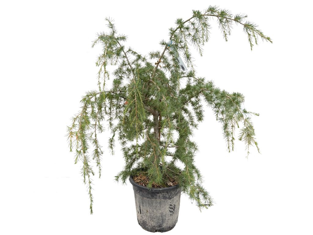 Céder himalájsky Prostrata, rozvetvený, výška 80-100 cm, kvetináč 20 l