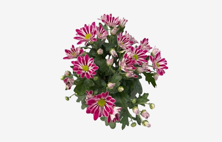 Chryzantéma Artistic Armin, kont. p12