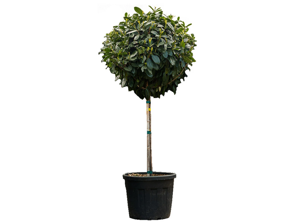 Vavrínovec lekársky Etna na 70-80 cm kmienku, výška 110-130 cm, kvetináč 18 l