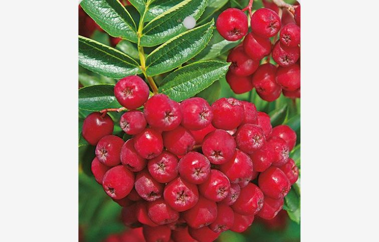 Arónia Moravská Sladkoplodá na kmienku, voľnok.