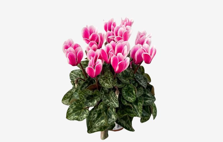 Cyklamén Snowridge Pink White, kont. p9
