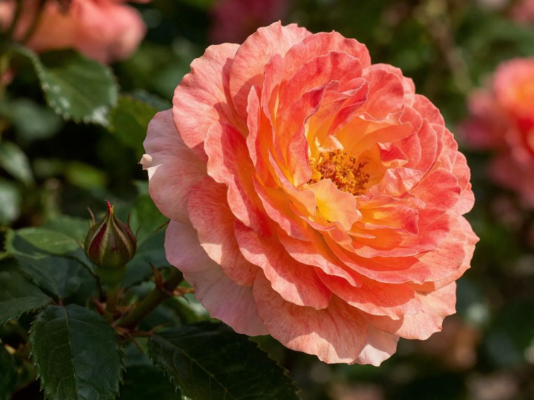 Ruža popínavá Tropical, výška 50-60 cm, kvetináč 1,5 l