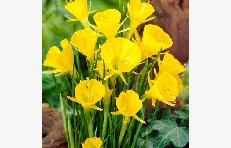 Narcis Golden Bells 5 ks v balení