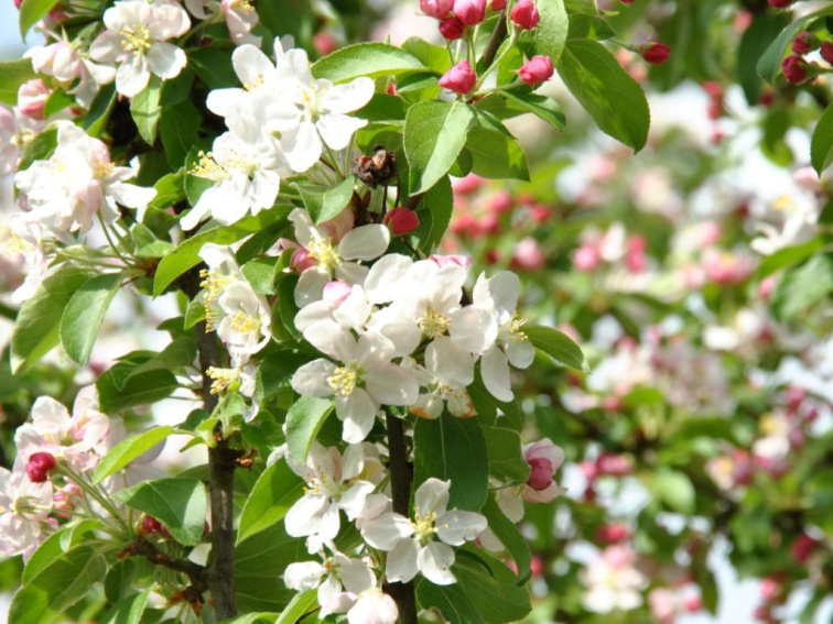 Okrasná jabloň Golden Hornet na 130-140 cm kmienku, výška 170-200 cm, kvetináč 25 l