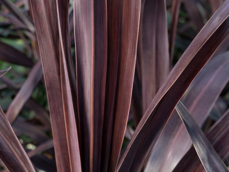 Kordylina Superstar, výška 40-50 cm, kvetináč 9 cm