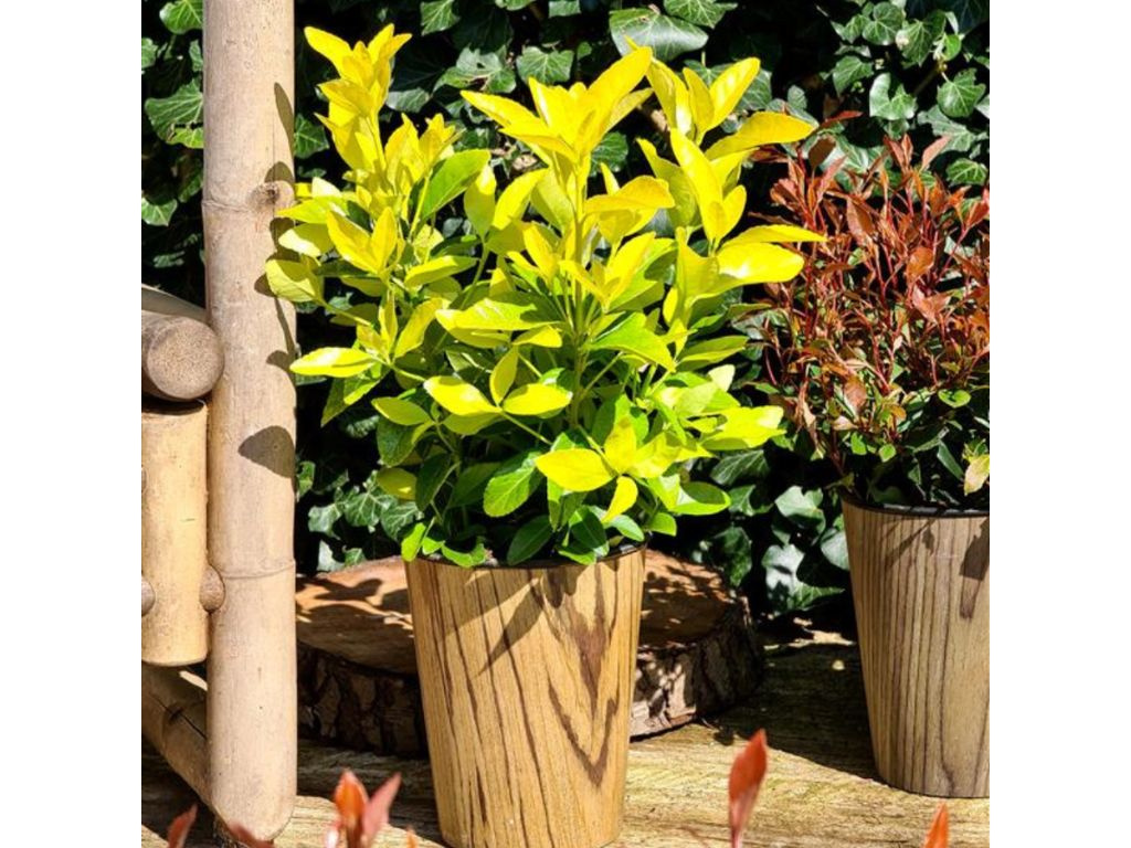 Bršlen japonský El Dorado, výška 15-25 cm, kvetináč 13 cm