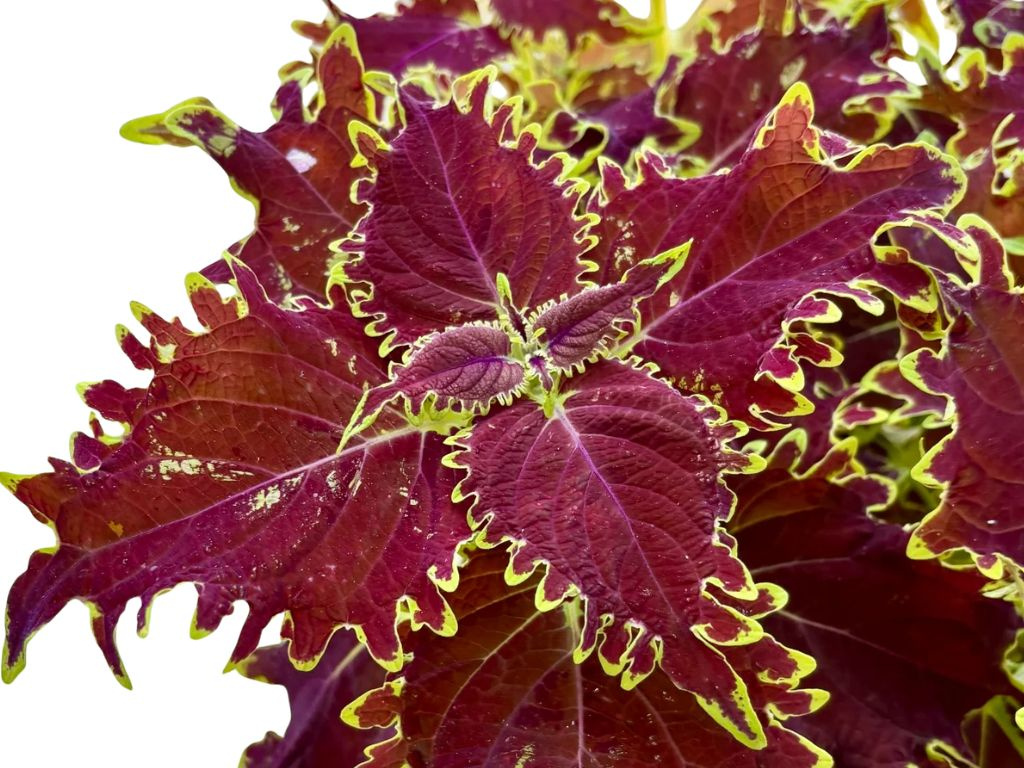 Koleus Crown Jewel, kvetináč 12 cm