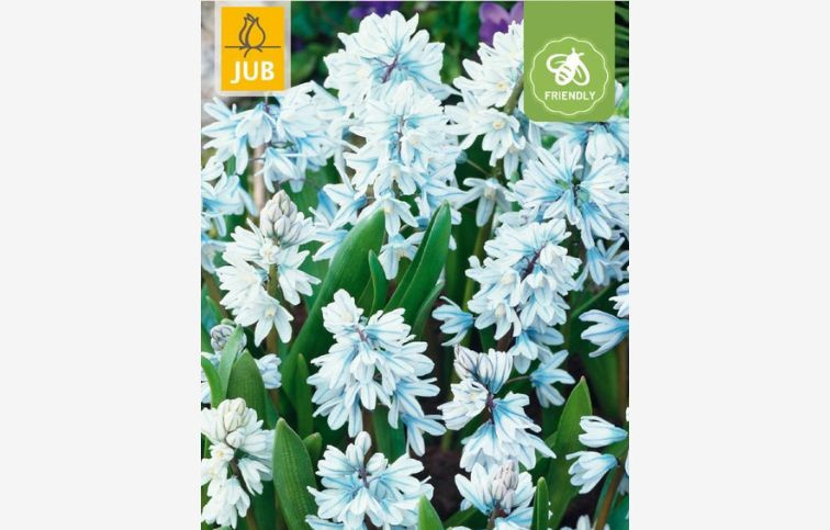 Puškínia modrá - Puschkinia libanotica 25 ks v balení