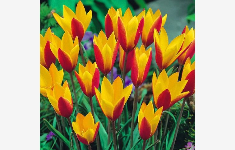 Tulipán botanický Clusiana Cynthia 10 ks v balení