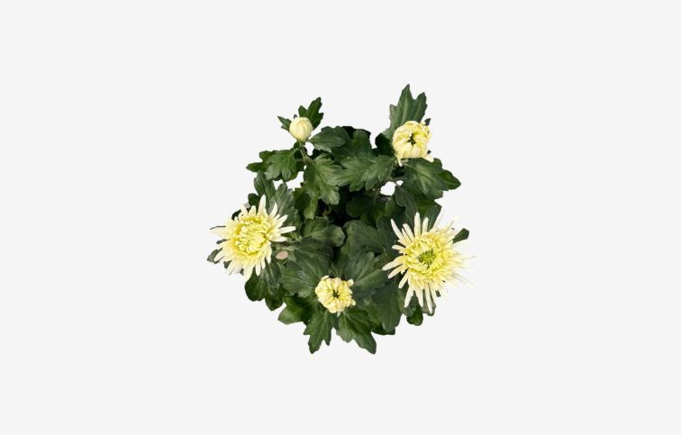 Chryzantéma Anastasia biela, kont. p15