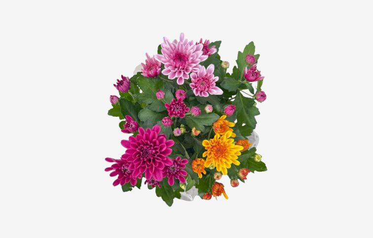 Chryzantéma Mount Aubisque carnaval, kont. p12