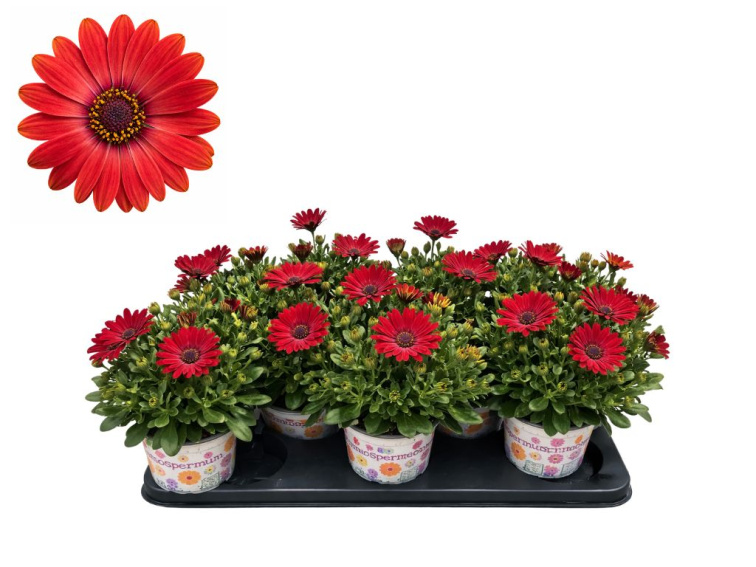 Africká sedmokráska Bacia, kvetináč 10,5 cm