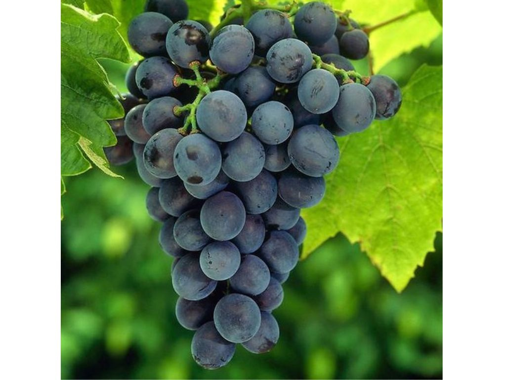 Vinič stolový Muscat Bleu, vyviazaný, výška 150-175 cm, kvetináč 5 l