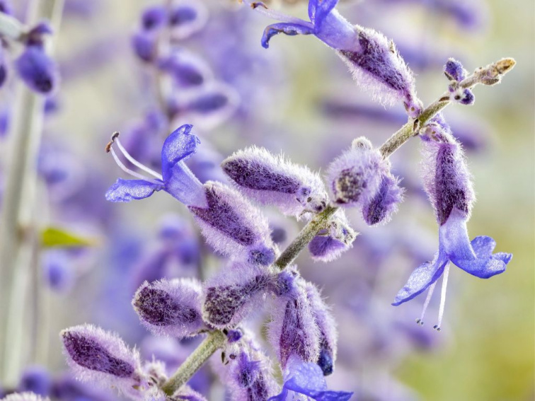 Perovskia lebedolistá Blue Spire